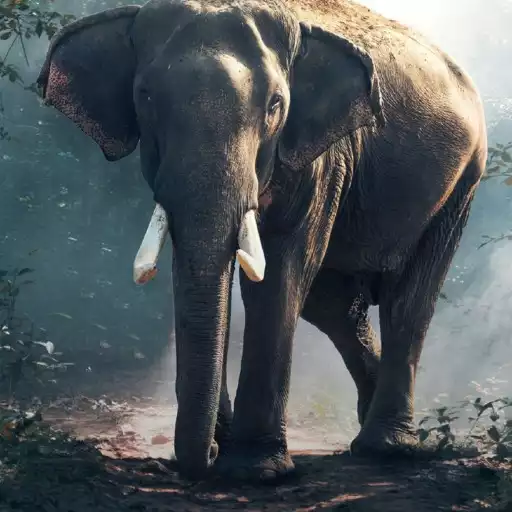 Free play online Elephant Wallpaper APK