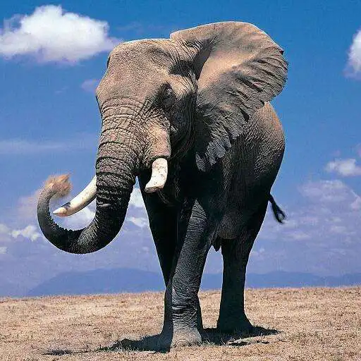 Play Elephant Wallpapers HD APK