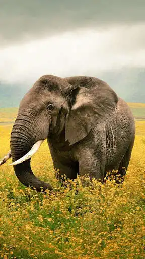 Play Elephant Wallpapers HD as an online game Elephant Wallpapers HD with UptoPlay