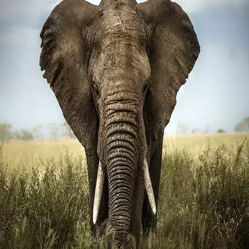 Play Elephant Wallpapers APK