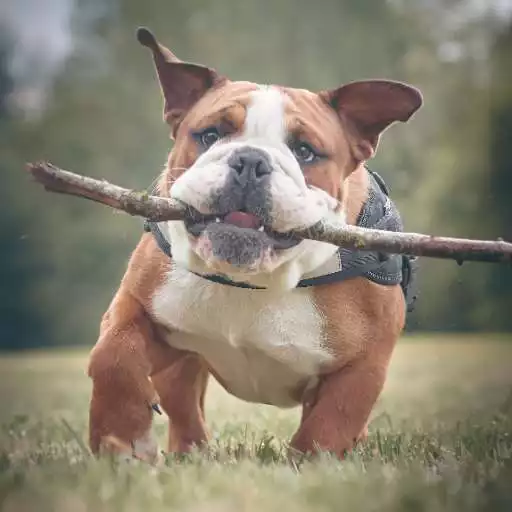 Play English bulldog wallpapers APK