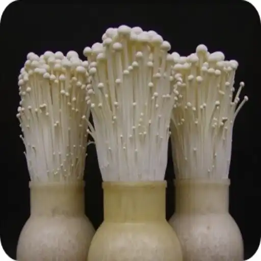 Play Enoki Mushroom Cultivation APK