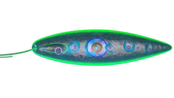 Play Euglena 3D