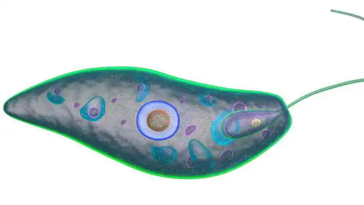 Play Euglena 3D