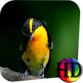 Free play online Exotic Bird Live Wallpaper APK