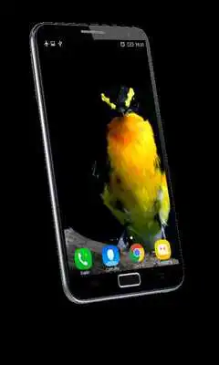 Play Exotic Bird Live Wallpaper