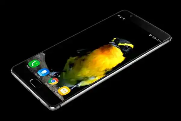 Play Exotic Bird Live Wallpaper