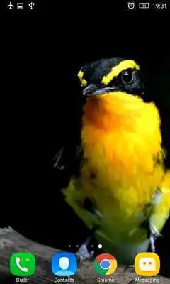 Play Exotic Bird Live Wallpaper