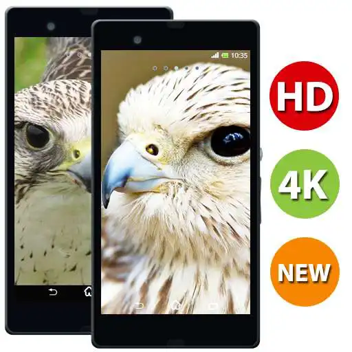 Play Falcon HD Wallpapers - 4k & Full HD Wallpapers APK