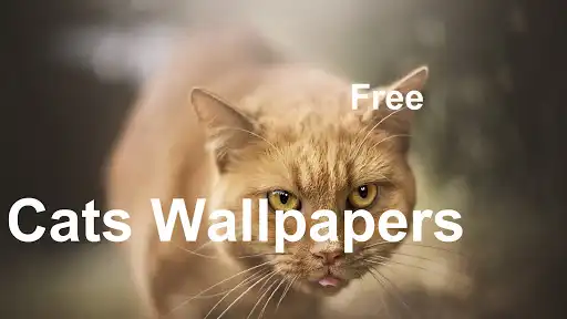 Play Fancy Cats Wallpapers incl. free editor  and enjoy Fancy Cats Wallpapers incl. free editor with UptoPlay