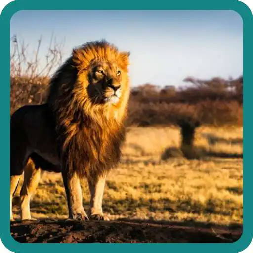 Play Fauna Quiz APK