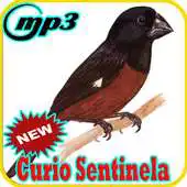 Free play online Femea De Curio Sentinela Offline Mp3 APK