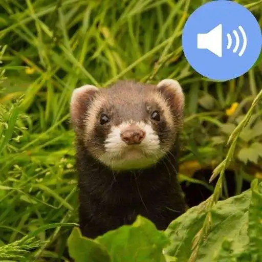 Play Ferret Sounds and Wallpapers APK