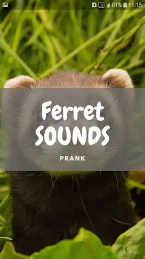 Play Ferret Sounds and Wallpapers  and enjoy Ferret Sounds and Wallpapers with UptoPlay