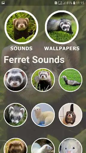 Play Ferret Sounds and Wallpapers as an online game Ferret Sounds and Wallpapers with UptoPlay