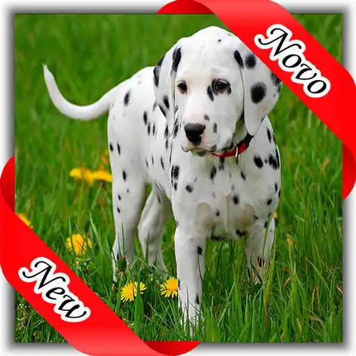 Play Figurinhas de Dalmata APK