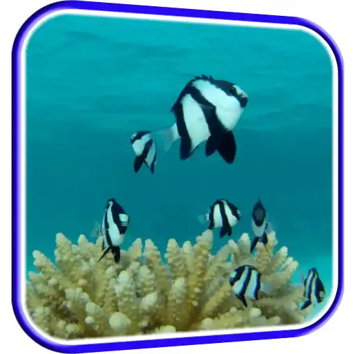 Free play online Fish HD Live Wallpaper APK