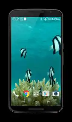 Play Fish HD Live Wallpaper