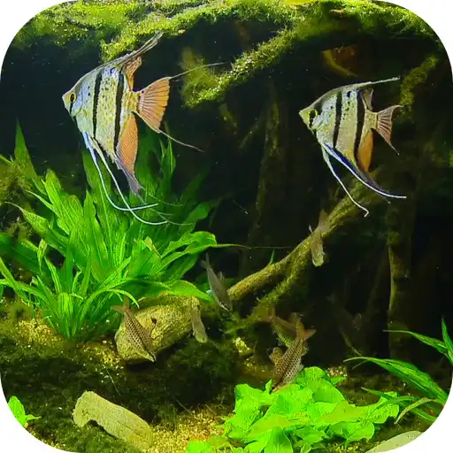 Play Fish Tank HD Live Wallpaper APK