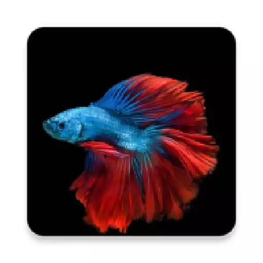 Play Fish Wallpaper HD APK