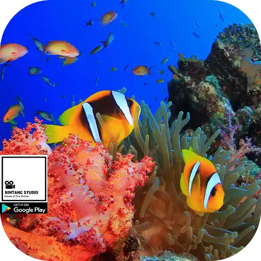 Play Fish Wallpapers HQ APK