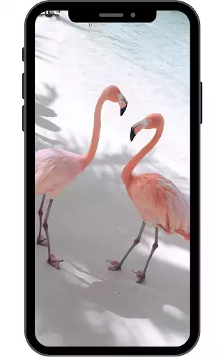 Play Flamingo Wallpaper  and enjoy Flamingo Wallpaper with UptoPlay