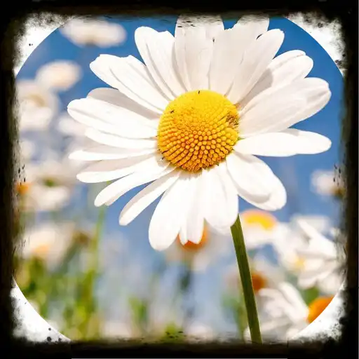 Play Flower Bunga Wallpaper 4K APK