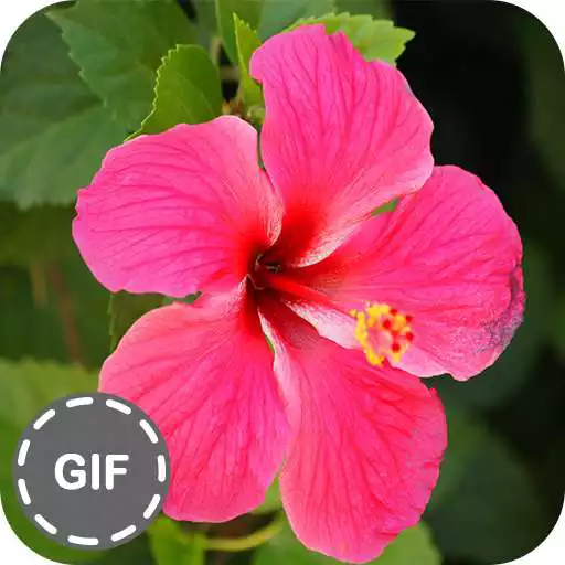 Free play online Flower GIF Collection APK