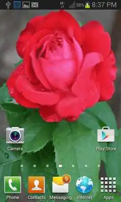 Play Flowering Red Rose LWP