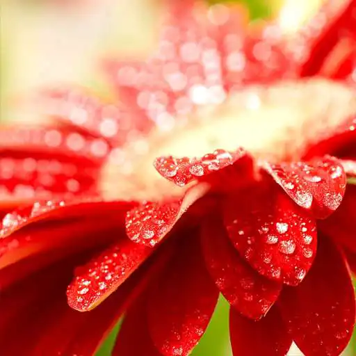 Free play online Flowers in dew live wallpaper APK