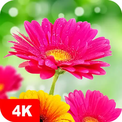 Play Flower Wallpapers 4K APK