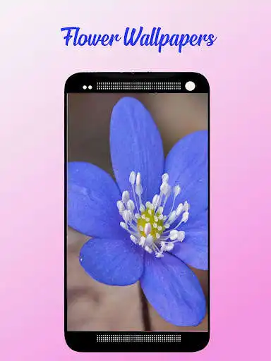 Play Flower Wallpapers Free  and enjoy Flower Wallpapers Free with UptoPlay