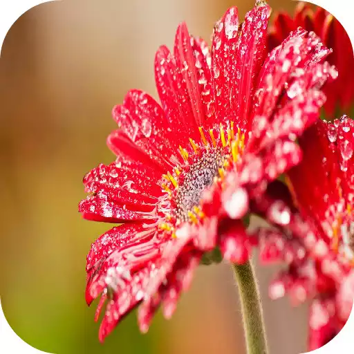 Play Flower Wallpapers APK