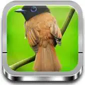 Free play online Fondos de pantalla de Aves APK