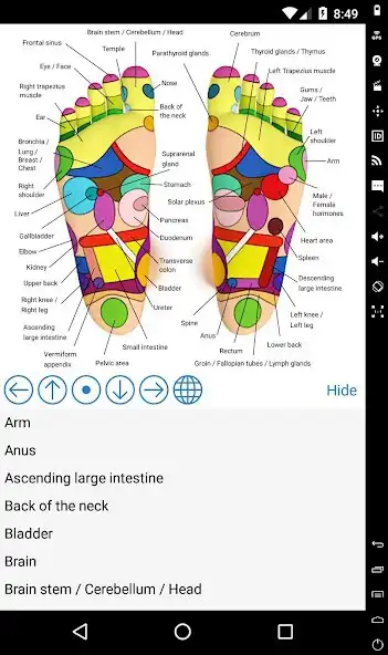 Play Foot Reflexology Chart  and enjoy Foot Reflexology Chart with UptoPlay