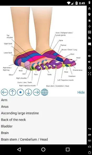 Play Foot Reflexology Chart as an online game Foot Reflexology Chart with UptoPlay