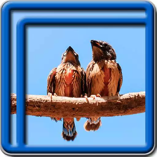 Free play online Forest Birds Live Wallpapers  APK