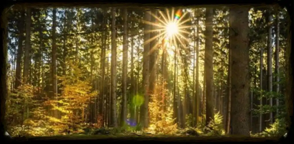 Play Forest Wallpapaer Hutan 4K as an online game Forest Wallpapaer Hutan 4K with UptoPlay