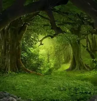 Play Forest Wallpaper as an online game Forest Wallpaper with UptoPlay