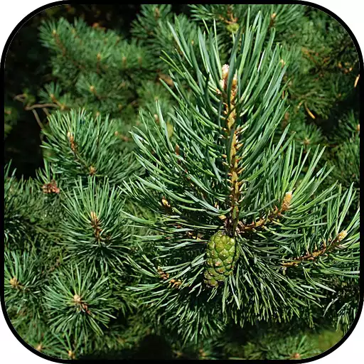 Play Forest Wallpapers APK