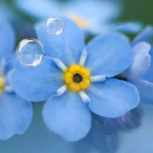 Run free android online Forget-Me-Not Live Wallpaper APK