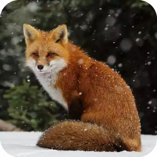 Play Fox Full HD Wallpaper APK