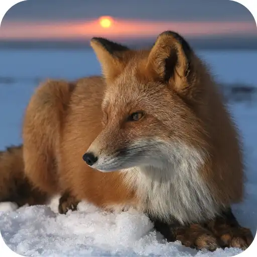 Play Fox HD Wallpaper APK