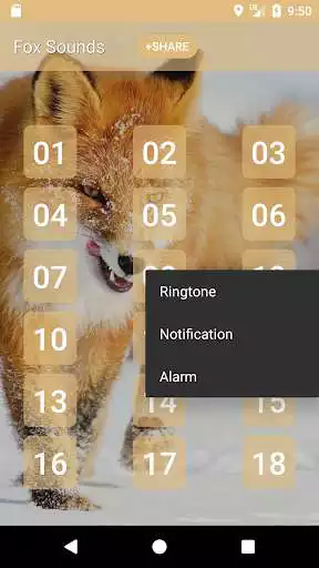 Play Fox Sounds and Ringtone as an online game Fox Sounds and Ringtone with UptoPlay