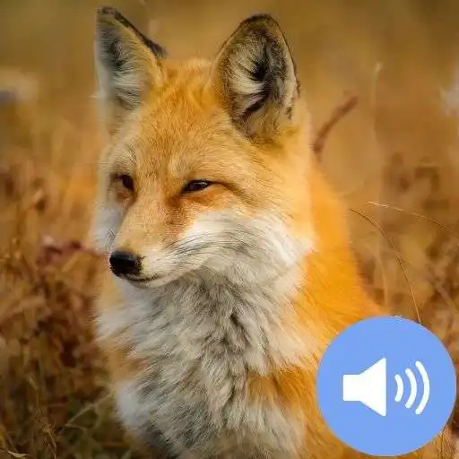 Play Fox Sounds and Wallpapers APK