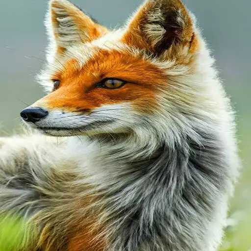 Free play online Fox Wallpaper APK