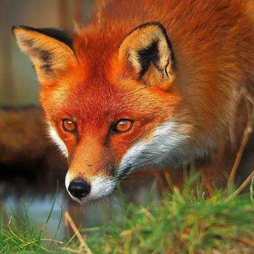 Play Fox Wallpapers HD APK