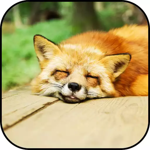 Play Fox Wallpapers APK