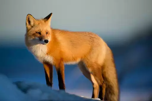 Play Fox wallpapers  and enjoy Fox wallpapers with UptoPlay