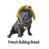 Free play online French bulldog Breed APK